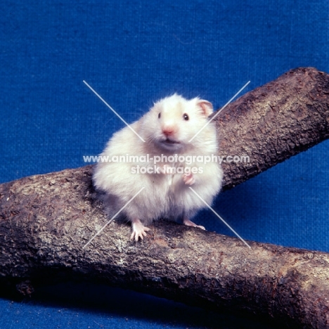 ruby eyed satinized long hair cream hamster standing upon a branch