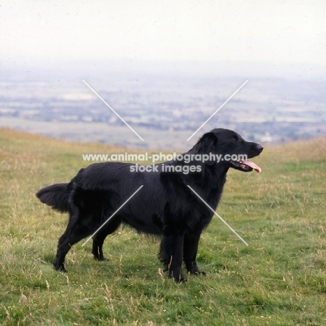 ch bordercot guy , flatcoat retriever standing on a hillside