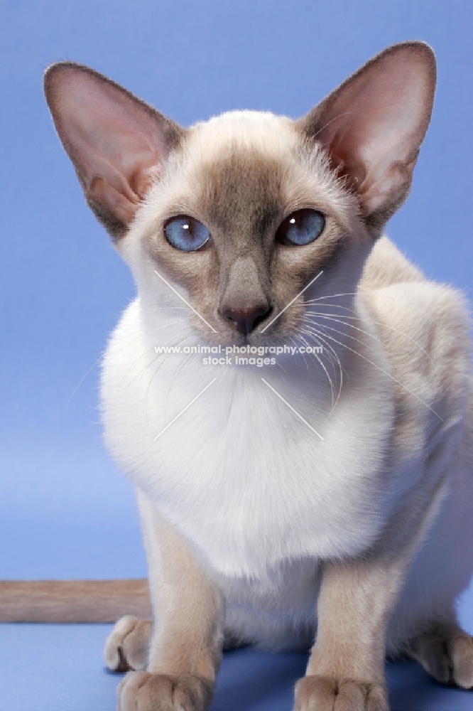 6 month old lilac point Siamese