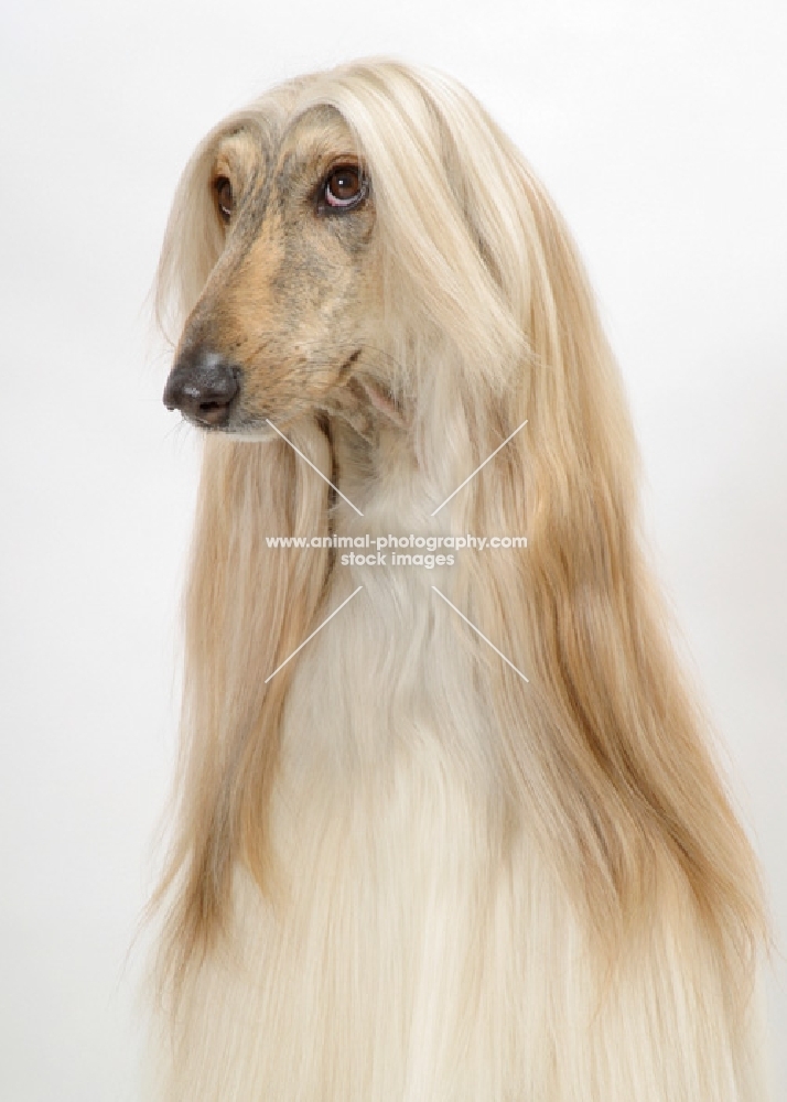 Australian Champion Afghan Hound, portrait