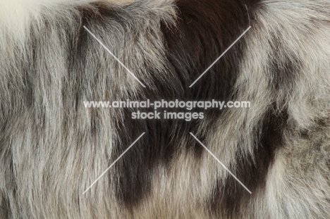 Merle Border Collie, coat detail