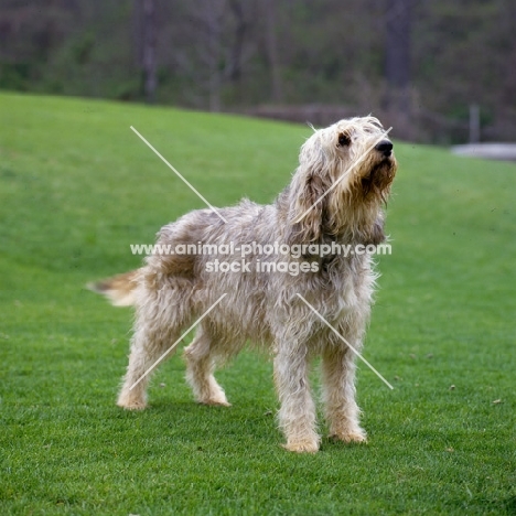 am ch billekin amanda grizzlet,  otterhound standing in a field