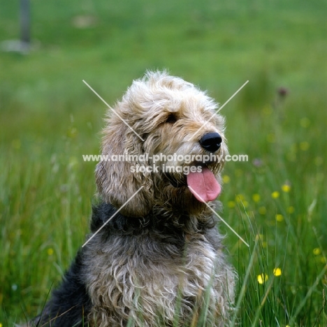 ch boravin oakleaf, otterhound  head portrait