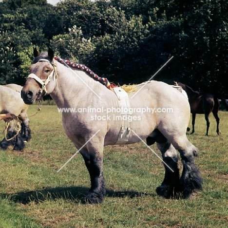 Bart van Wyngaarden, Dutch Draught Horse, full body 