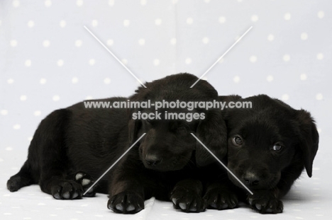 Sleepy Black Labrador Puppies lying on a blue and white spotted background