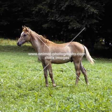 German Arab foal at marbach, full body 