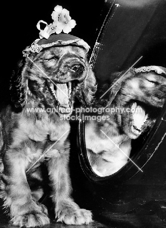 English Cocker Spaniel puppy laughing at mirror