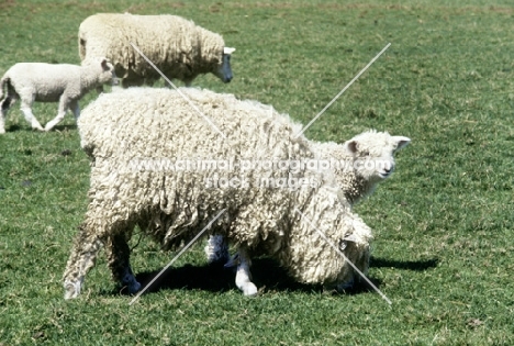 lincoln longwool ewe and lamb