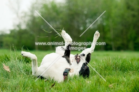 dog rolling in grass