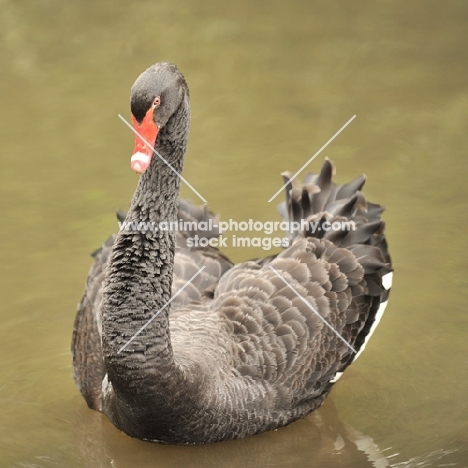 australian black swan on pond