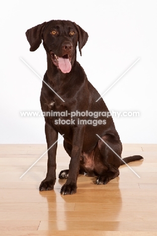 chocolate labrador retriever sitting on wooden floor