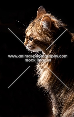 Domestic shorthair cat on black background