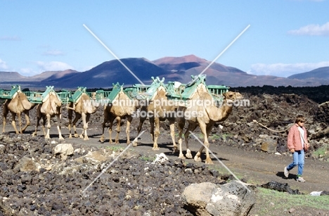 camels for carrying tourists on lanzarote