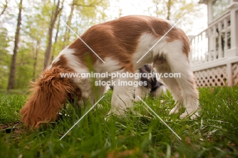 Cavalier King Charles Spaniel, digging in garden