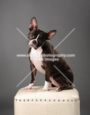 Boston Terrier sitting on stool