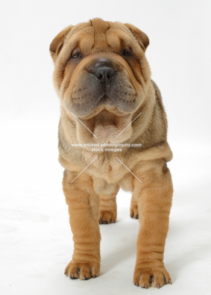 12 week old sable Shar Pei, front view