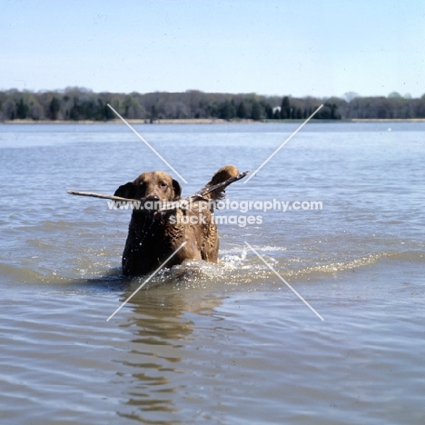 chesapeake bay retriever with stick on chesapeake bay usa