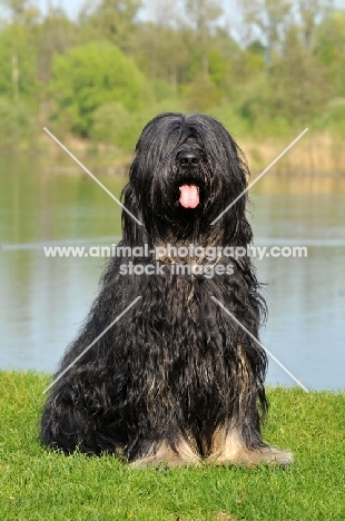 Cao da Serra de Aires (aka Portuguese Sheepdog)