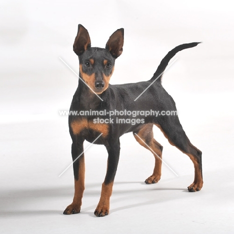 Miniature Pinscher on white background, 8 months old black and tan male