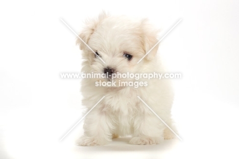 Maltese puppy sitting on white background