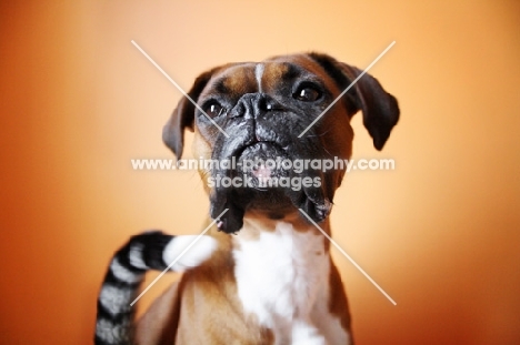 Cat tail intruding on dog portrait