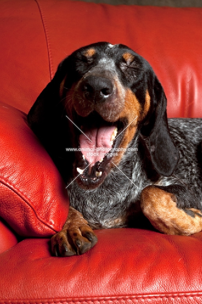 blue tick coonhound yawning