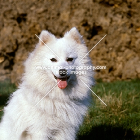 japanese spitz head study