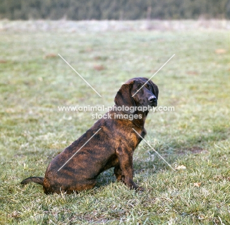 schweisshund on grass