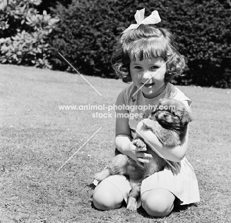 young girl with a tibetan spaniel puppy