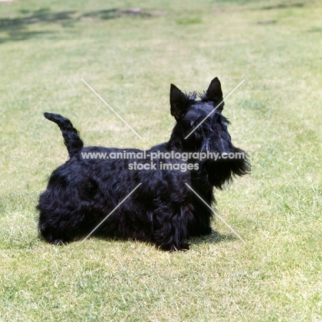 scottish terrier side view