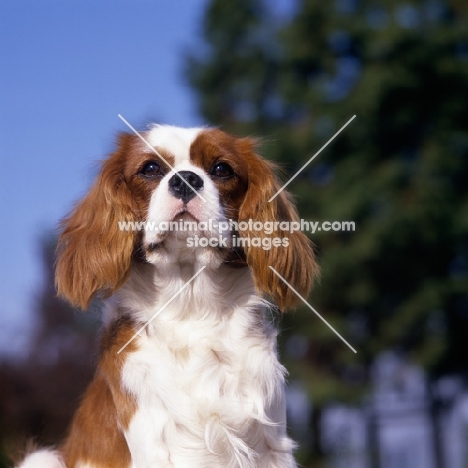 alansmere cavaliers, cavalier king charles spaniel portrait