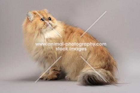 Shaded Golden Persian