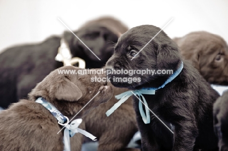 Labrador Retriever puppies