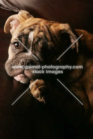 Bulldog puppy resting