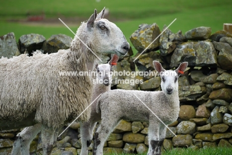Bluefaced Leicester ewe and lambs near wall