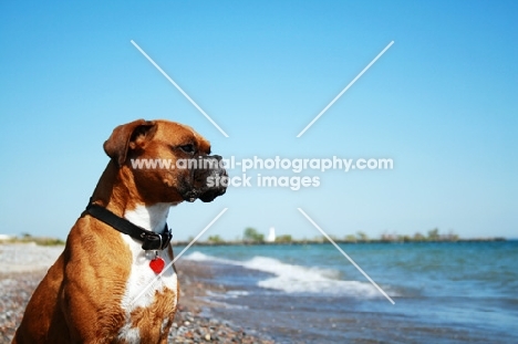 Boxer watching waves