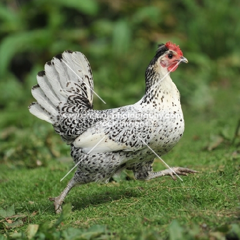 silver seabright female bantam