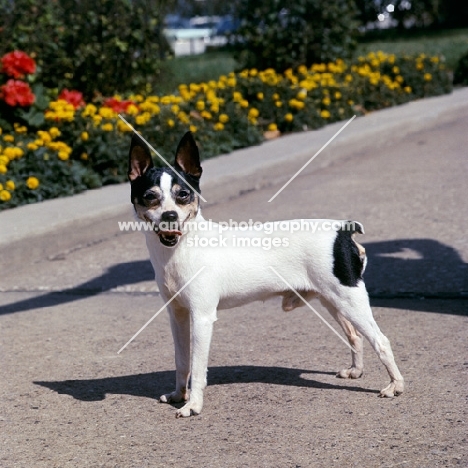 ch 'pr' rhinebold's laddie boy, toy fox terrier standing on a path