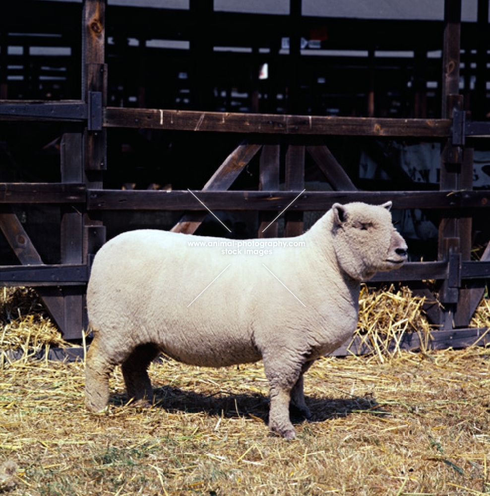 southdown sheep at a show