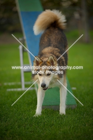 husky mix eith hind legs on the teeter-totter 