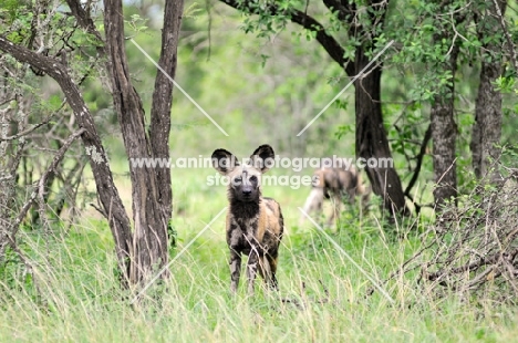 Wild dog in Africa