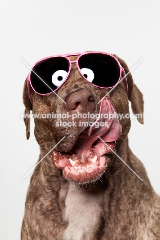 Dogo Canario dog in Sunglasses, 3 years old