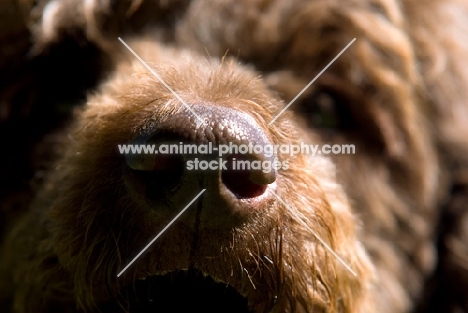 standard poodle nose close up