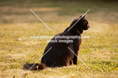 black cat sitting on grass