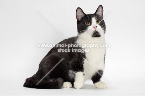 black and white Munchkin sitting on white background