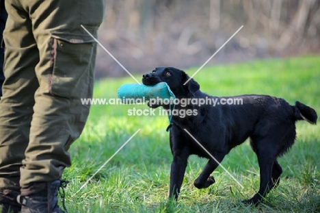 black labrador retrieving dummy