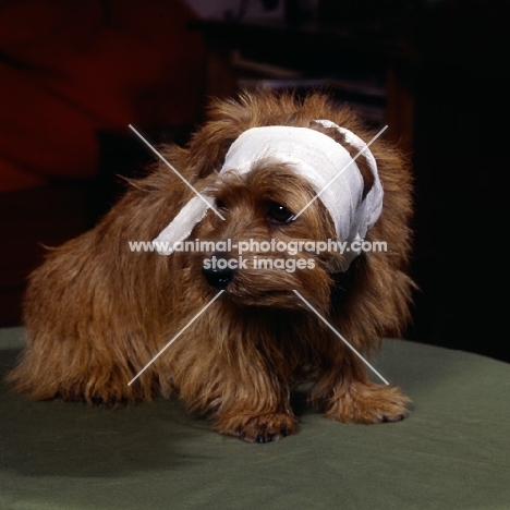 norfrolk terrier with bandaged head