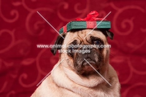 fawn Pug with present on head