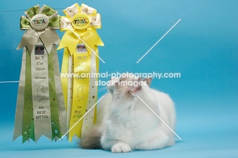 Blue Point Bi-Colour Ragdoll with awards