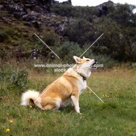 iceland dog sitting barking on a hillside at gardabaer, iceland